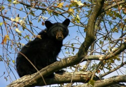 bear sitting in the trees looking at the camera